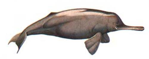 Китайские речные дельфины. Китайский речной дельфин, которого считали вымершим, был замечен в Янцзы (5 фото) 08