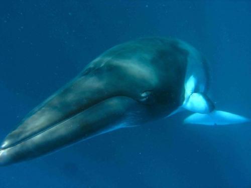 Зубатые киты. Передвижение