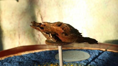 Тунгусский метеорит интересные факты документальные. Тунгусский метеорит интересные факты накапливаются с годами. Тунгусский метеорит. История катастрофы 05