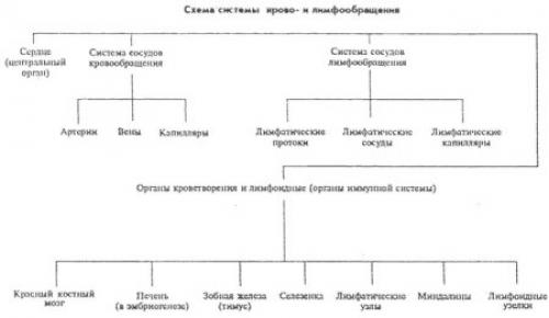 Кровеносная система у человека. Строение сердца 05