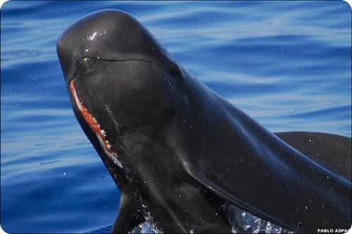 Черная гринда. Гринды