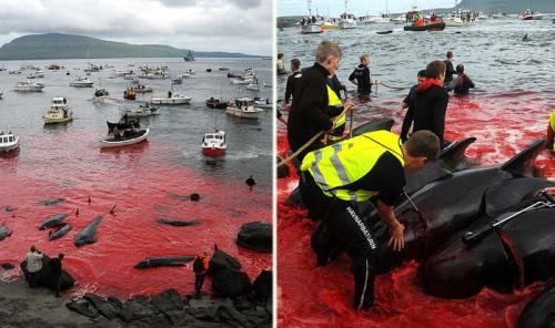 Убийство дельфинов в Дании причина. Почему в Дании убивают дельфинов? 03 Убийство дельфинов в Дании причина. Почему в Дании убивают дельфинов? 03