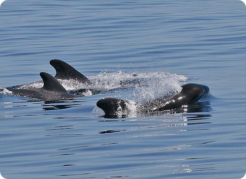 Черная гринда. Гринды