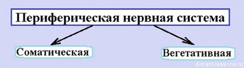 Периферическая нервная система. Работа периферической нервной системы