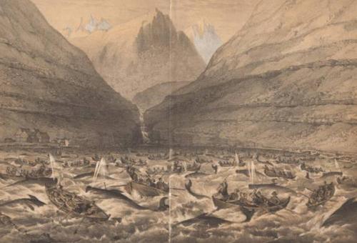 Убийство дельфинов в Дании причина. Почему в Дании убивают дельфинов? 06