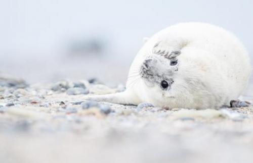 Убийство дельфинов в Дании причина. Почему в Дании убивают дельфинов? 16 Убийство дельфинов в Дании причина. Почему в Дании убивают дельфинов? 16