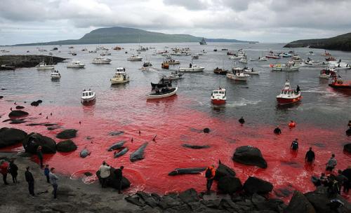 Убийство дельфинов в Дании причина. Почему в Дании убивают дельфинов? 10