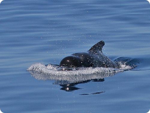 Черная гринда. Гринды