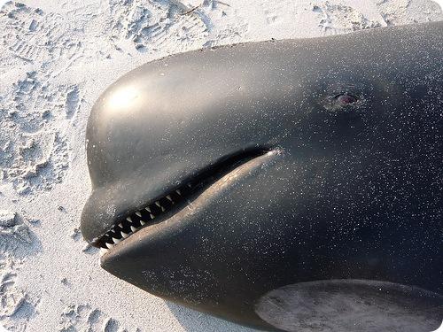 Черная гринда. Гринды