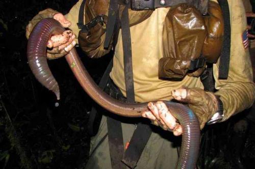 Это интересно знать детям. Интересные факты для детей (7 фото) 06