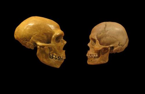 Древний человек когда жил. Классификация 08