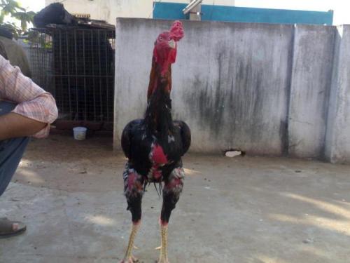 Гамбургский счет, что означает. Гамбургский счет 02