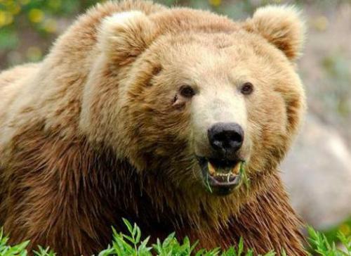 Сколько лет живут медведи? сколько живут медведи.. Сколько лет живут медведи 06