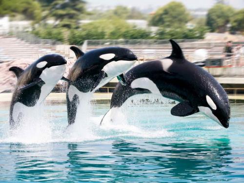 Сколько живет касатка? Сколько живёт касатка?