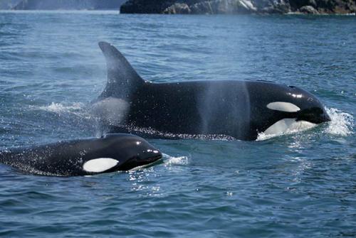 Косатка характеристика. Косатка. Полное описания косатки и ее жизнь в дикой природе