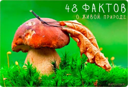 Знаете ли вы интересные факты для детей. Интересные факты для детей (7 фото) 09