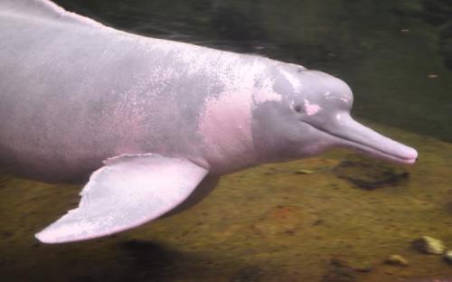 Пресноводные дельфины где обитают. Виды речных дельфинов и места их обитания