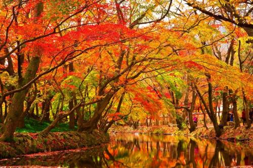 Интересные факты про сахарный клён. Клен — интересные факты