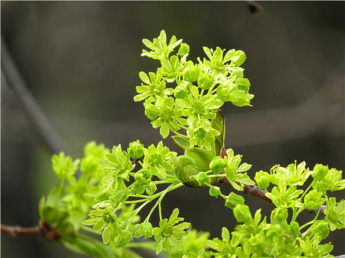 Как цветет клен. Клён остролистный