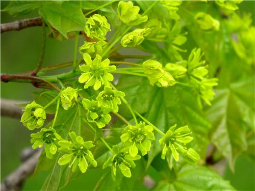 Как цветет клен. Клён остролистный
