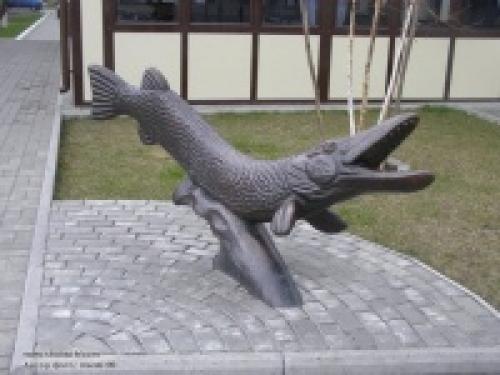 Интересные факты щука. Интересные факты об обыкновенной щуке 01