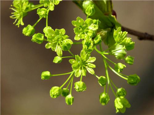 Как цветет клен. Клён остролистный