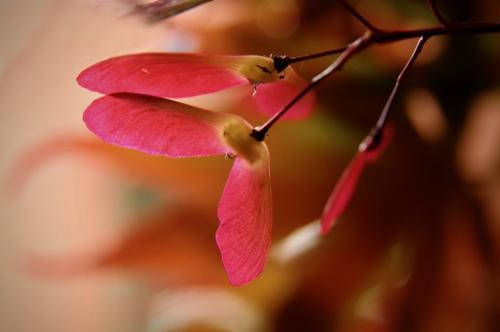 Интересные факты про сахарный клён. Клен — интересные факты