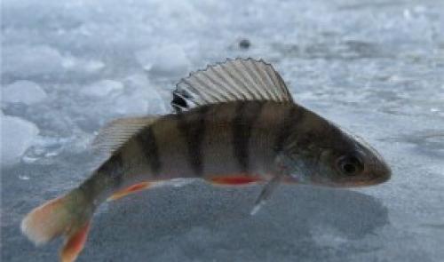 Окунь интересные факты. Интересные факты об окуне
