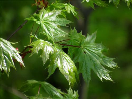 Как цветет клен. Клён остролистный