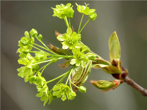 Как цветет клен. Клён остролистный