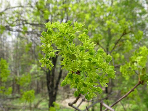 Как цветет клен. Клён остролистный