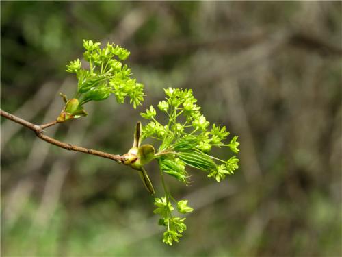 Как цветет клен. Клён остролистный