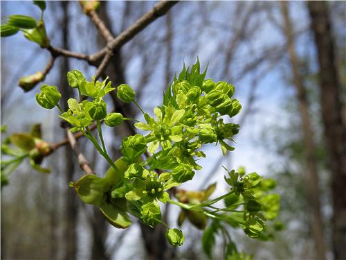 Как цветет клен. Клён остролистный