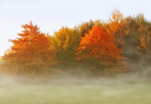 Интересные факты про сахарный клён. Клен — интересные факты