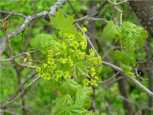 Как цветет клен. Клён остролистный