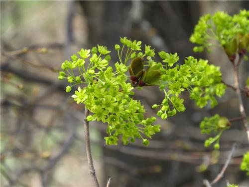 Как цветет клен. Клён остролистный