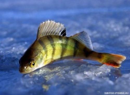 Окунь интересные факты. Интересные факты об окуне