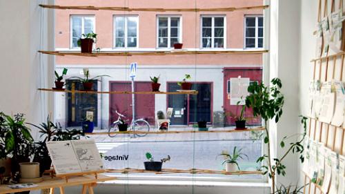 Кактус интересные факты для детей. 10 интересных фактов о, кактусах 01