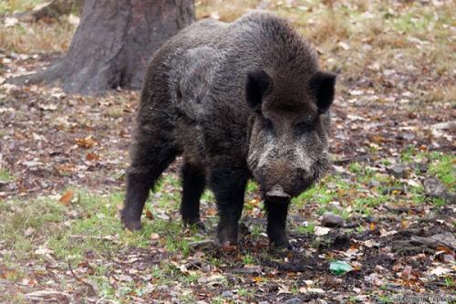 Описание дикого кабана. Дикий кабан в природе: все о жизни и повадках секачей