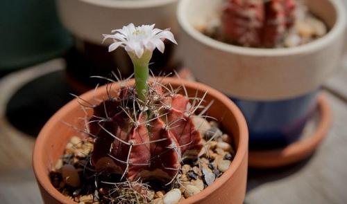 Интересные, кактусы. Какой, кактус выбрать?