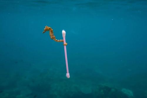 Морской конек анатомия. Морской конек: Беременные отцы, шахматы и феминизм