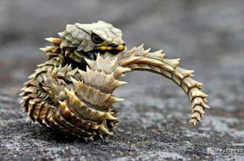 Интересные факты о пресмыкающихся. Интересные факты о рептилиях