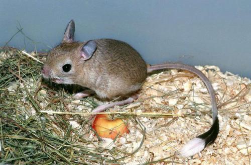 Сообщение о тушканчике. Тушканчик – животное пустыни и степи: описание с фото, картинками и видео, чем питается в пустыне. Виды: большой, длинноухий, пустынный тушканчики.