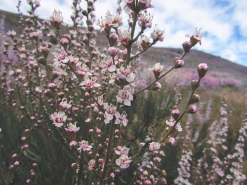 Растения Красной книги. Редкие растения Красной книги Казахстана