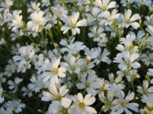 Факты о степи. Интересные факты о перекати-поле