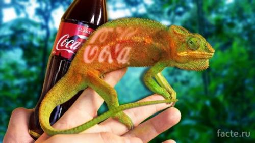 Интересные факты о пресмыкающихся. Интересные факты о рептилиях