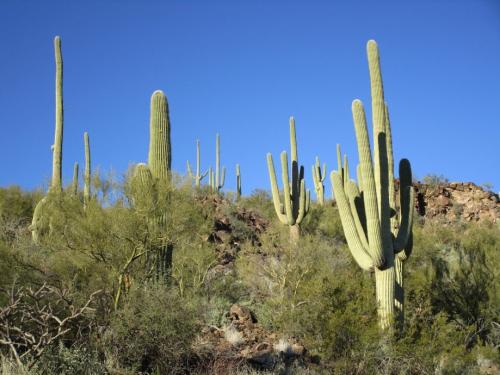 Факты о, кактусах. Интересные факты о, кактусах (2 фото) 09