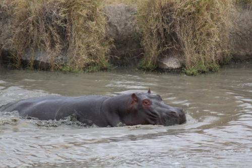Факты о бегемотах. Интересные факты о гиппопотаме: вещи, которые вы не знали о бегемоте 08 Факты о бегемотах. Интересные факты о гиппопотаме: вещи, которые вы не знали о бегемоте 08