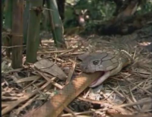 Интересные факты о змеях. 15 интересных фактов о змеях