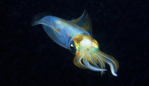 Интересные факты о головоногих моллюсках. Интересные животные — головоногие моллюски